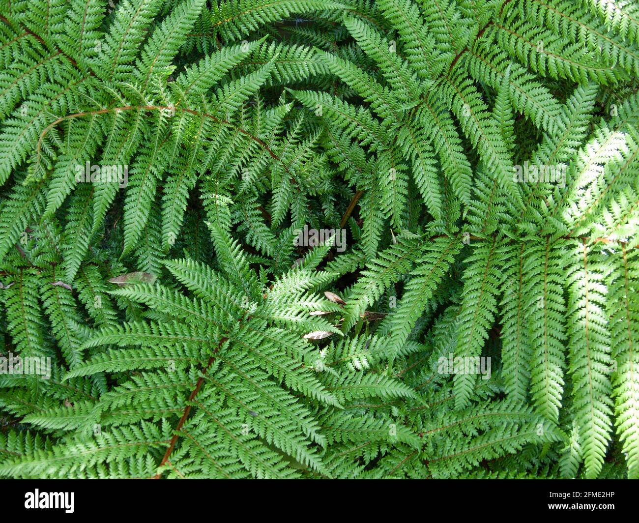 New Zealand Tree Fern, Dicksonia squarrosa Stock Photo