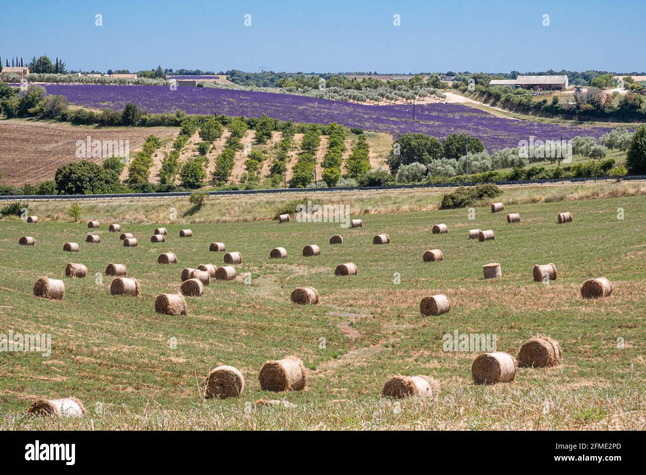 Valensole, France - July 5, 2020: View of the Plateau de Valensole: hay bales, lavender fields, olive trees. Stock Photo
