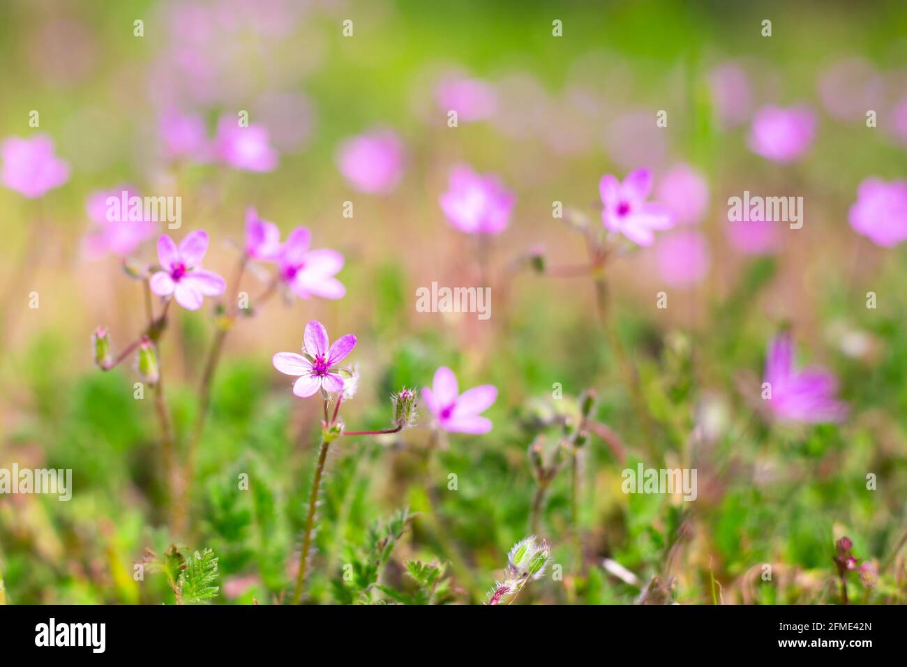 Very small wildflowers hi-res stock photography and images - Alamy