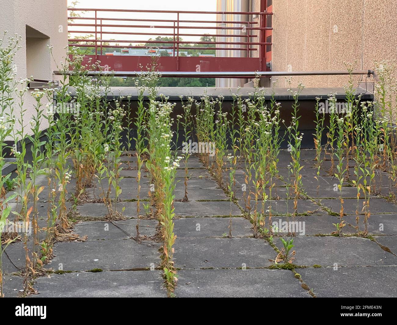 Zurich, Switzerland - June 26, 2019: Tall weeds on the roof terrace of the building Stock Photo