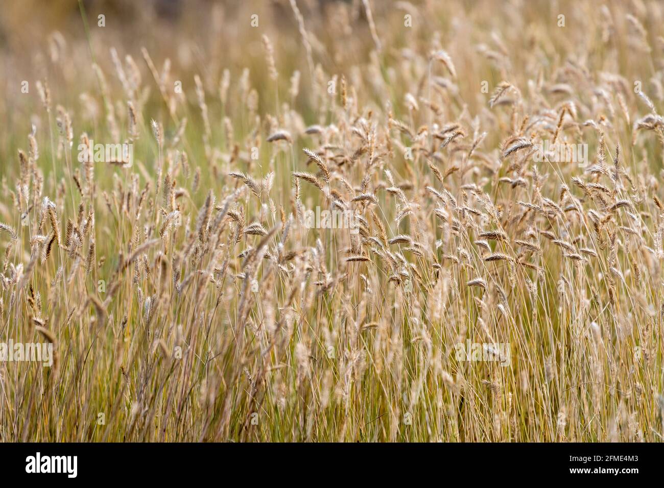 Seed heads of grasses hi-res stock photography and images - Alamy