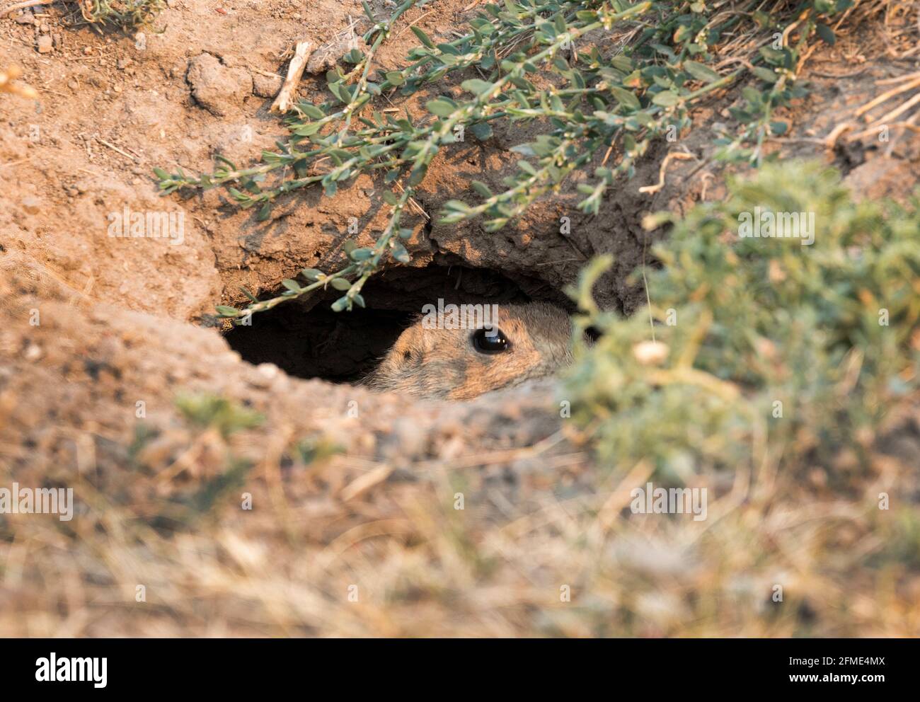 Black-tailed prairie dog, Cynomys ludovicianus, peering out of burrow, Greycliff Prairie Dog Town State Park, Greycliff, Montana, USA Stock Photo