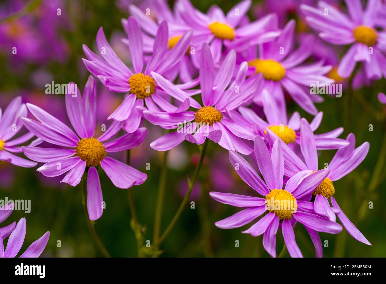 purple flowers Stock Photo