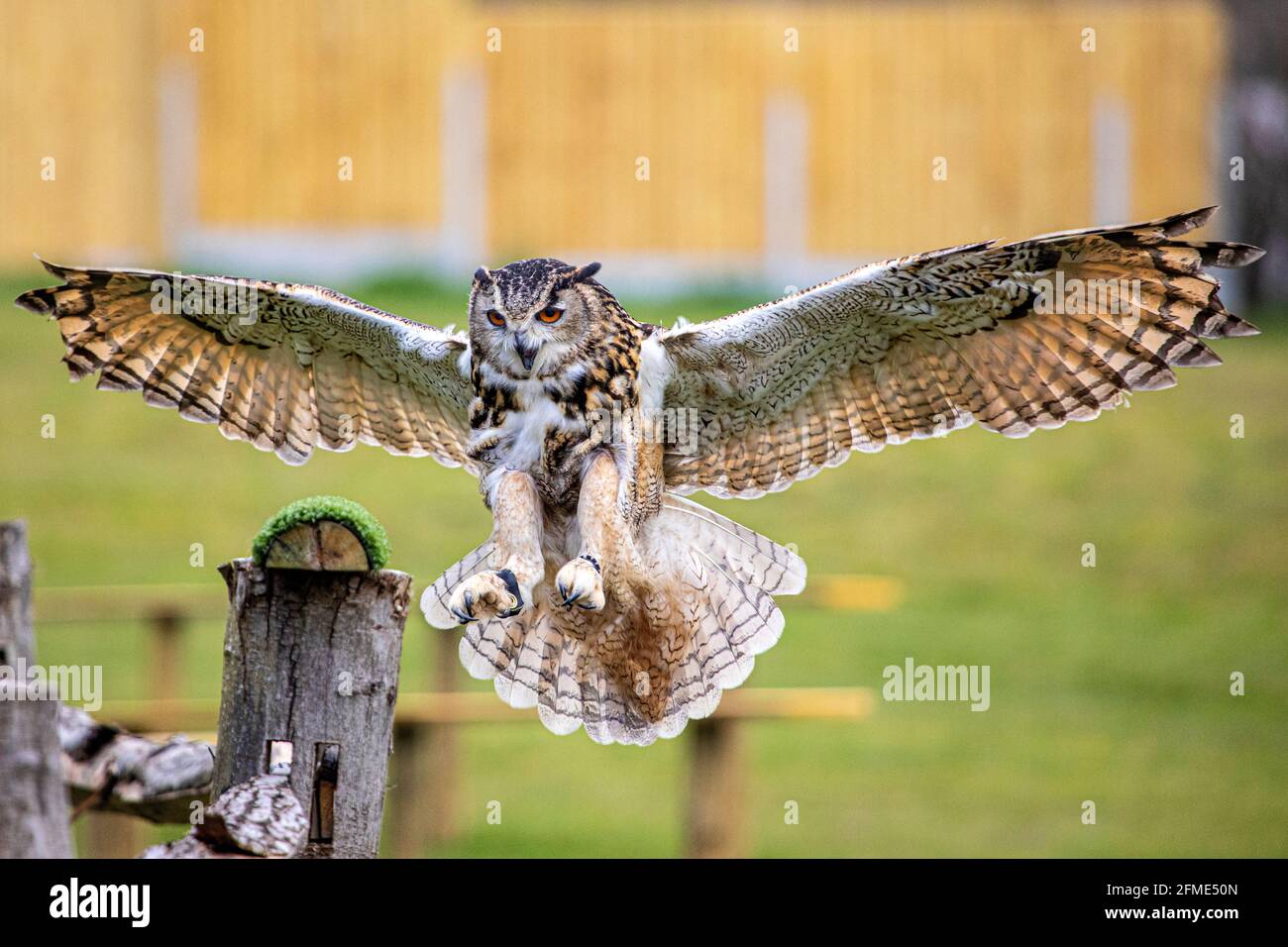 A European Eagle Owl about to land on a perch Stock Photo - Alamy