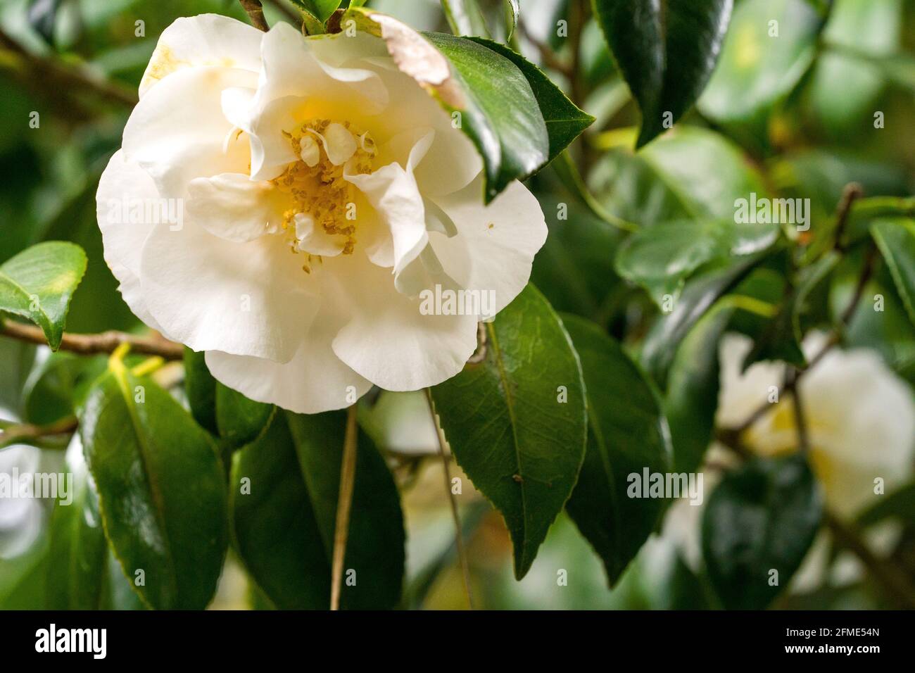 white camellia flower Stock Photo Alamy