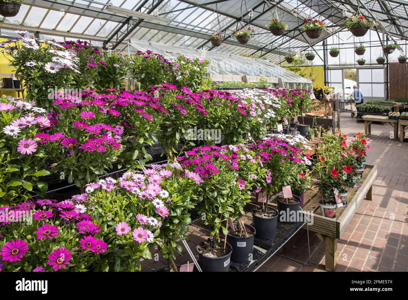 Plants in flower Osteo spermum on sale in garden centre greenhouse, Wales, UK Stock Photo