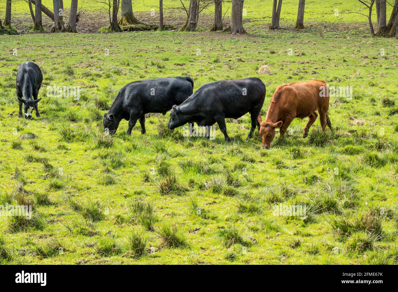 happy cows are allowed to grow out in natural environment, species-appropriate, animal welfare Stock Photo