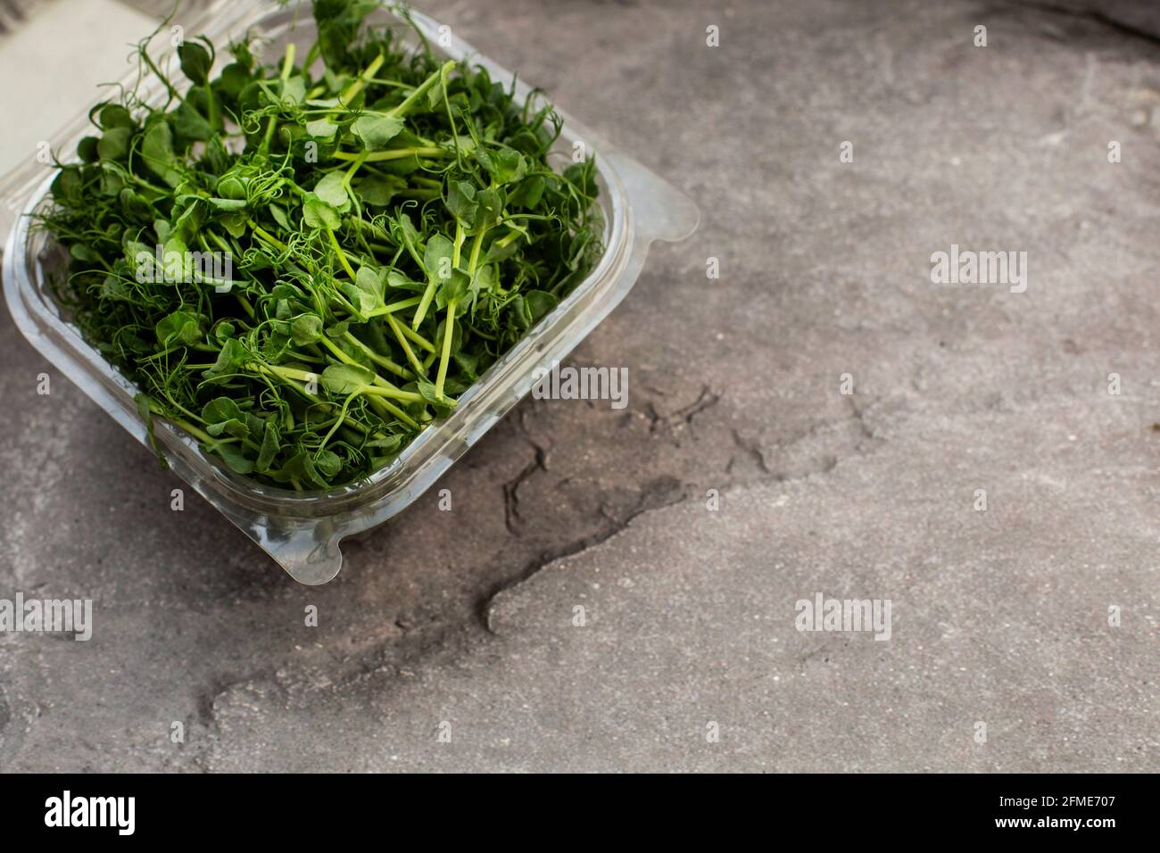 young fresh sprouts of peas in a container on a gray table. vegetarian food Stock Photo