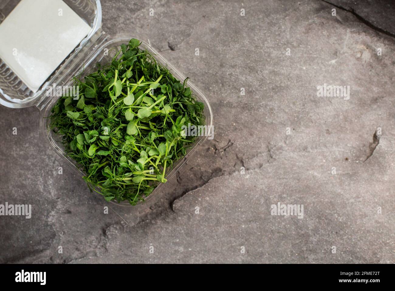 young fresh sprouts of peas in a container on a gray table. vegetarian food Stock Photo