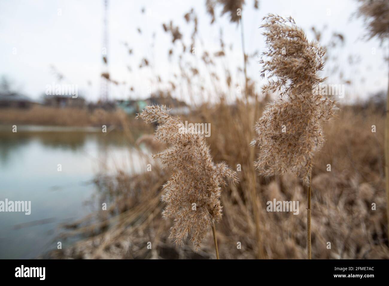 Bagromd Reed Dry reed outdoors on the background of a blurred lake in light pastel ...