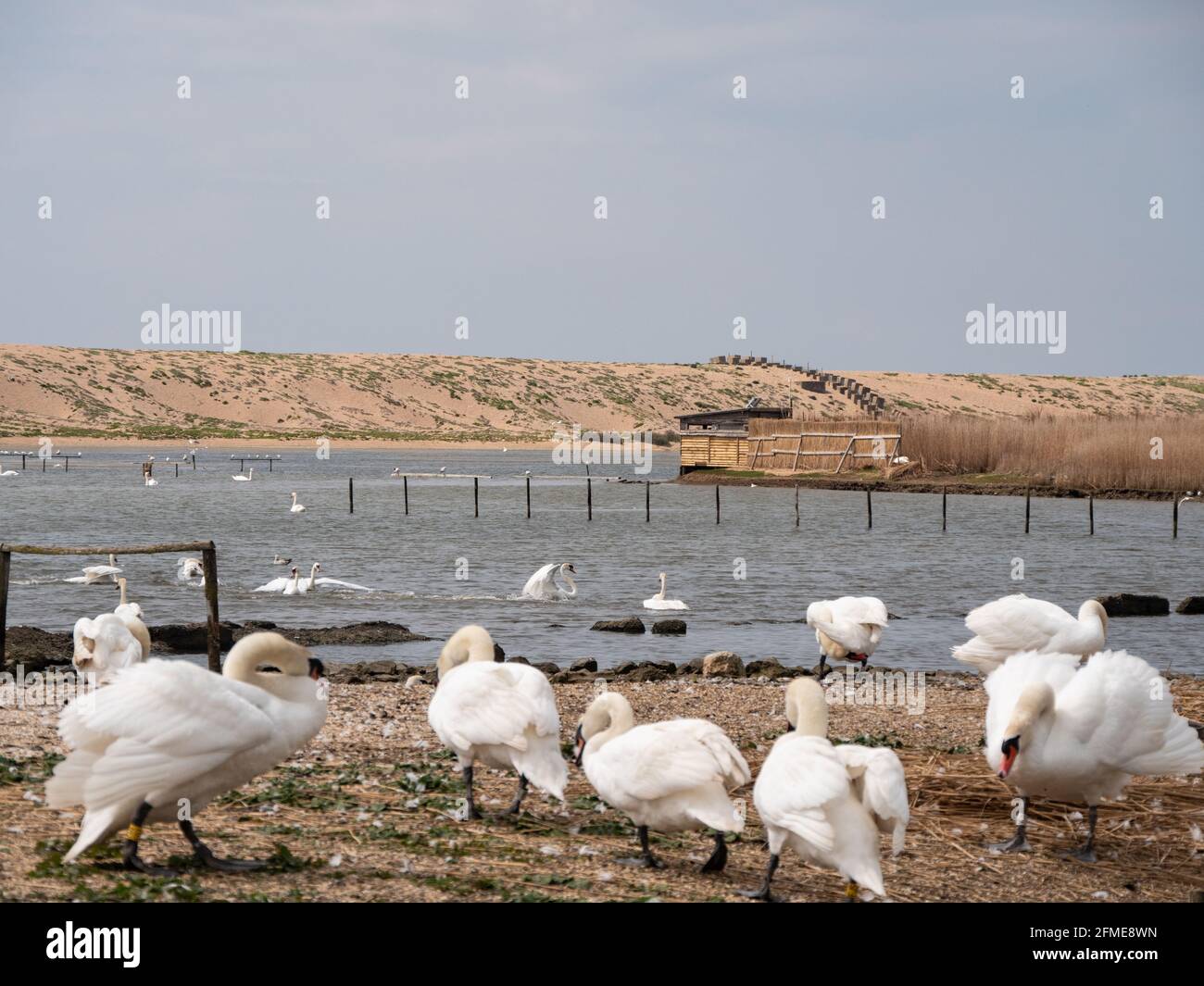 A Bevy of Swans Stock Photo