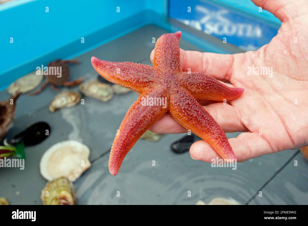An Atlantic ocean starfish held in the hand Stock Photo