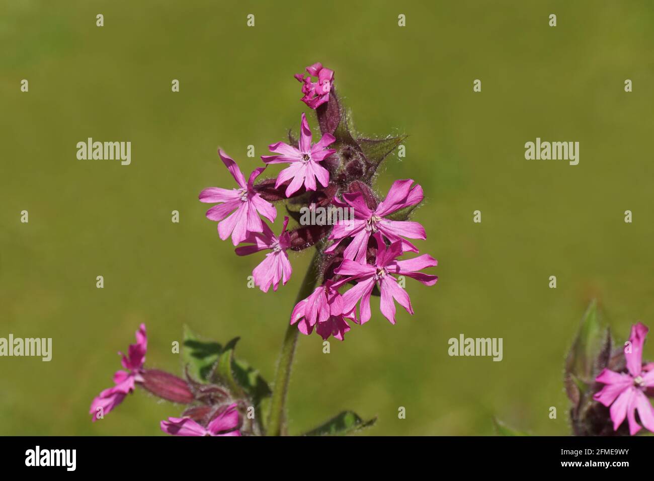 Close up pink flowers of a red campion, red catchfly (Silene dioica), pink family, carnation family (Caryophyllaceae). Faded Dutch garden. Spring, May Stock Photo