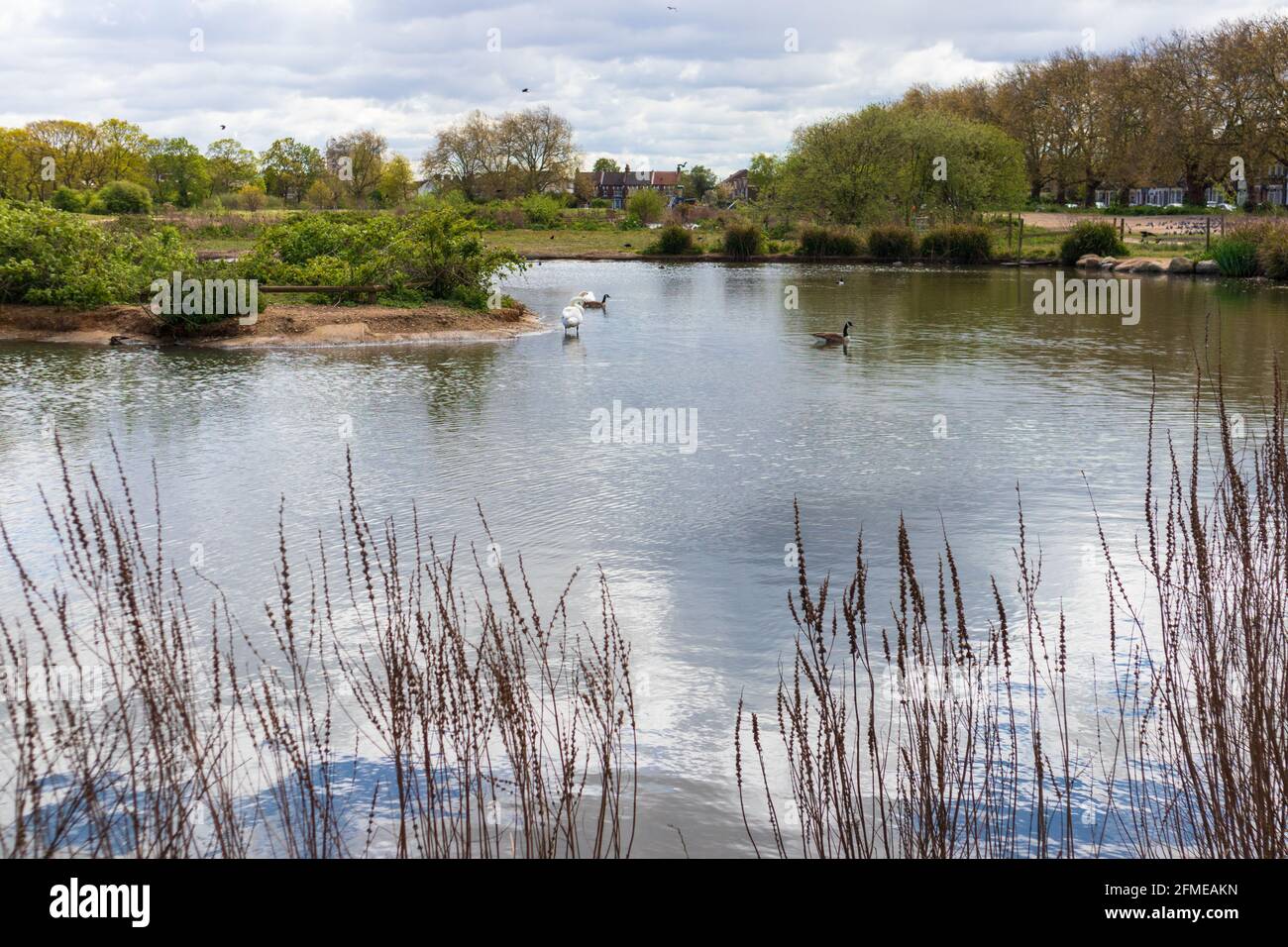 Jubilee Pond, lake, Wanstead Flats, Forest Gate, London, uk Stock Photo