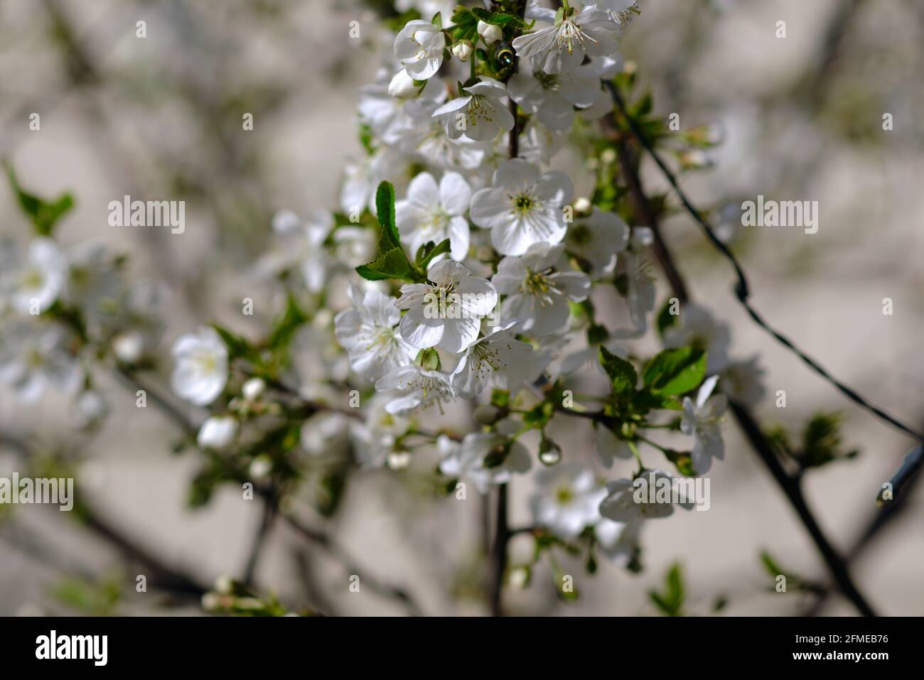 Dwarf Cherry Tree High Resolution Stock Photography And Images Alamy