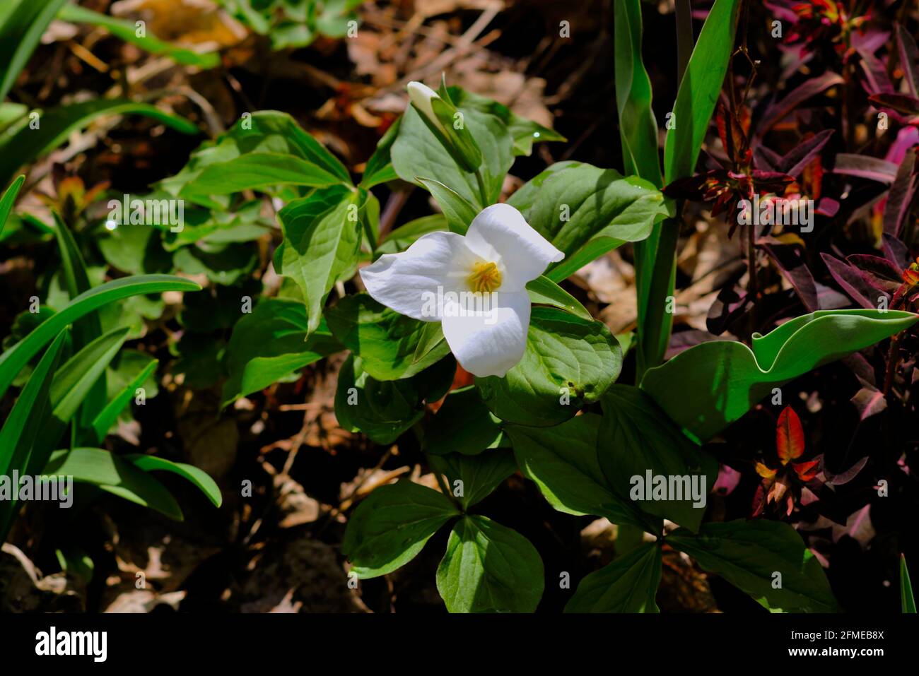 White trillium flower in a Glebe garden in late spring, Ottawa, Ontario, Canada. Stock Photo
