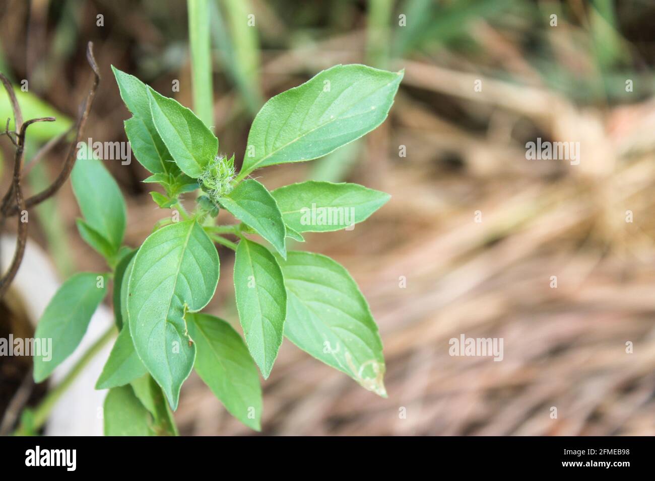 Green basil plants in pots Is a local vegetable of Thailand Stock Photo