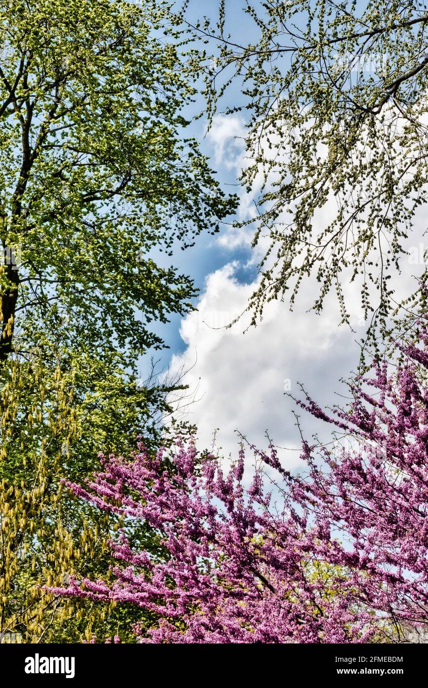 Trees Blooming in Central Park at Springtime, NYC, USA Stock Photo Alamy