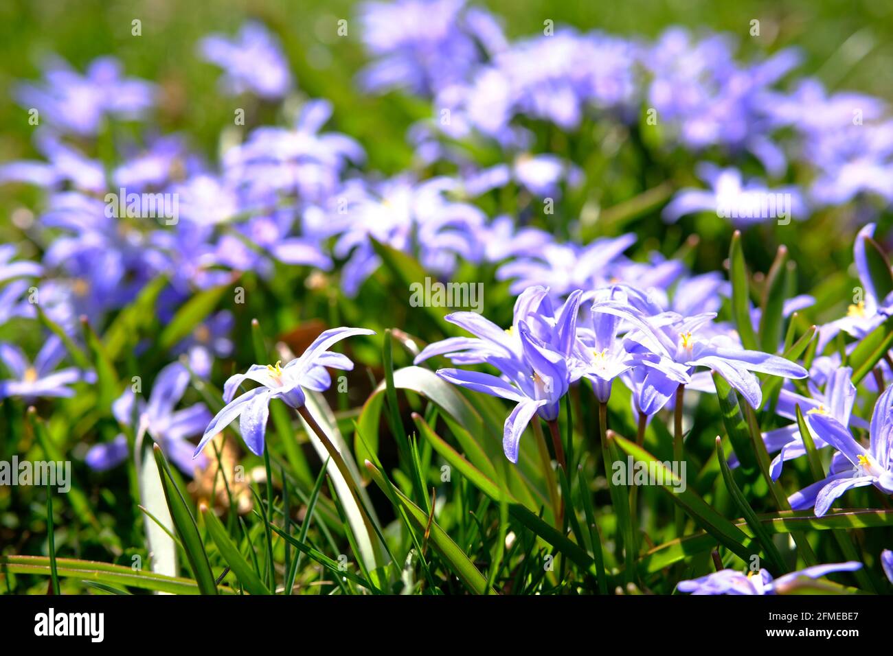 Clump of lovely purple scilla (Scilla luciliae) in the spring sunshine in Ottawa, Ontario, Canada. Stock Photo