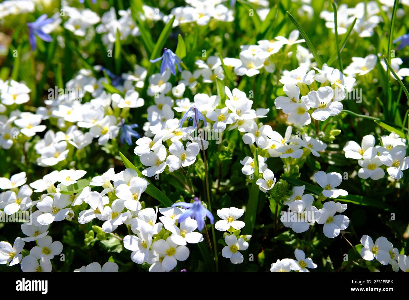 Beautiful small white flowers of a wall rock cress (Arabis caucasica) at the ornamental gardens