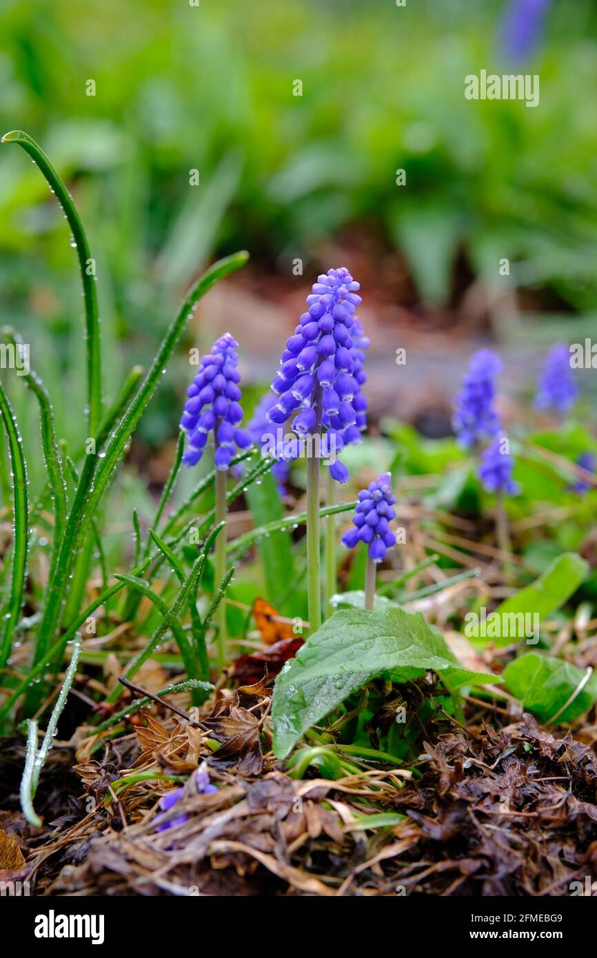 Pretty little purple flowers of a common grape hyacinth (Muscari botryoides) in a wet garden in Ottawa, Ontario, Canada. Stock Photo