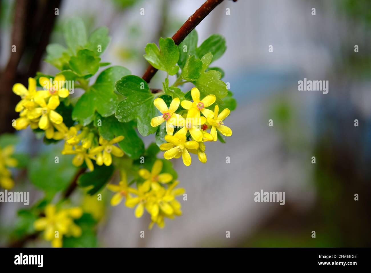 Flowered Rivnut Ribaur hi-res stock photography and images - Alamy