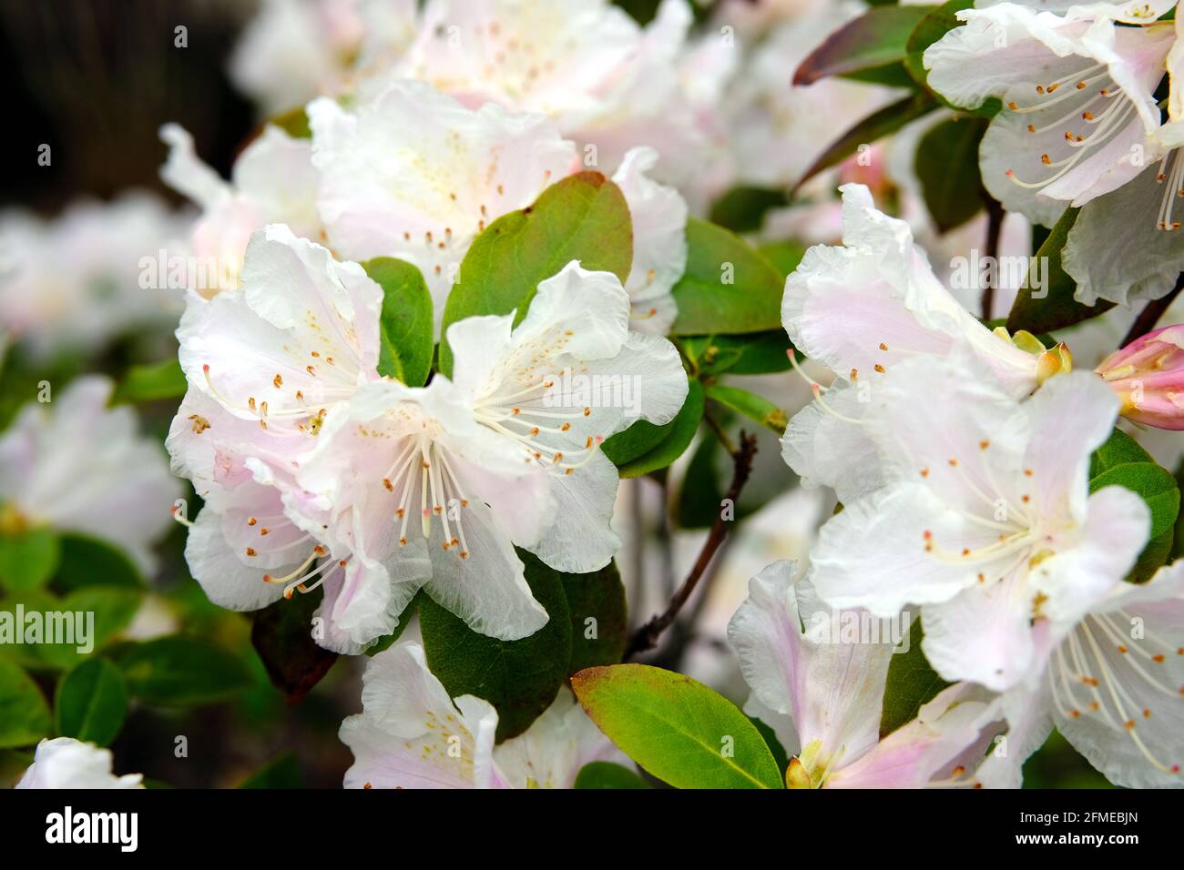 Beautiful white flowers of a rhododendron (Rhododendron maximum) in full bloom in a Glebe garden in Ottawa, Ontario, Canada. Stock Photo