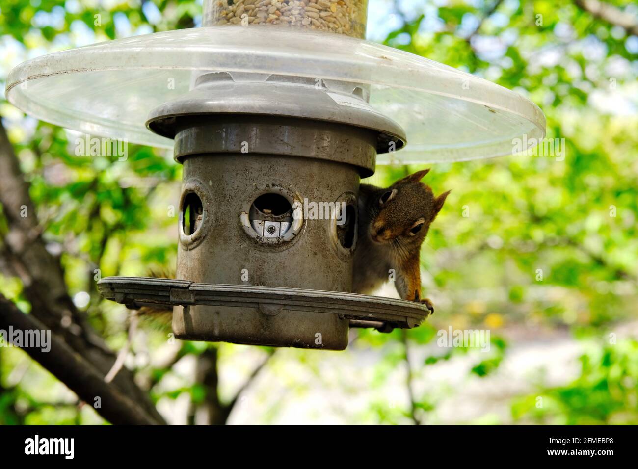 Adorable American red squirrel (Tamiasciurus hudsonicus) looking cheeky