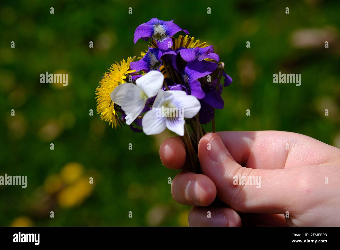 A young hand holds a small bunch of picked spring flowers - dandelion, white and purple violets. Against a grass background. Stock Photo