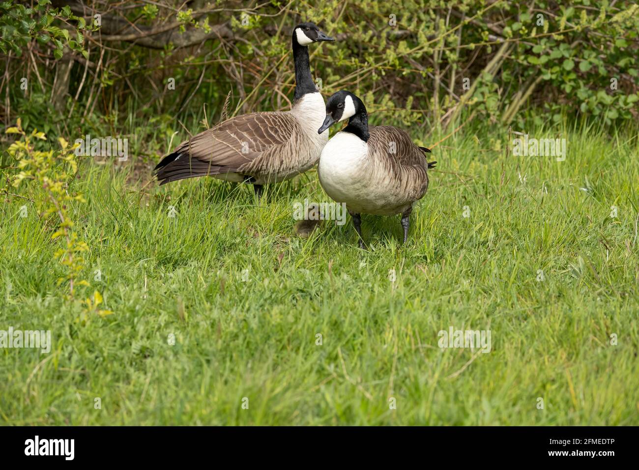 A pair of Canada Geese in the grass with a gosling Stock Photo