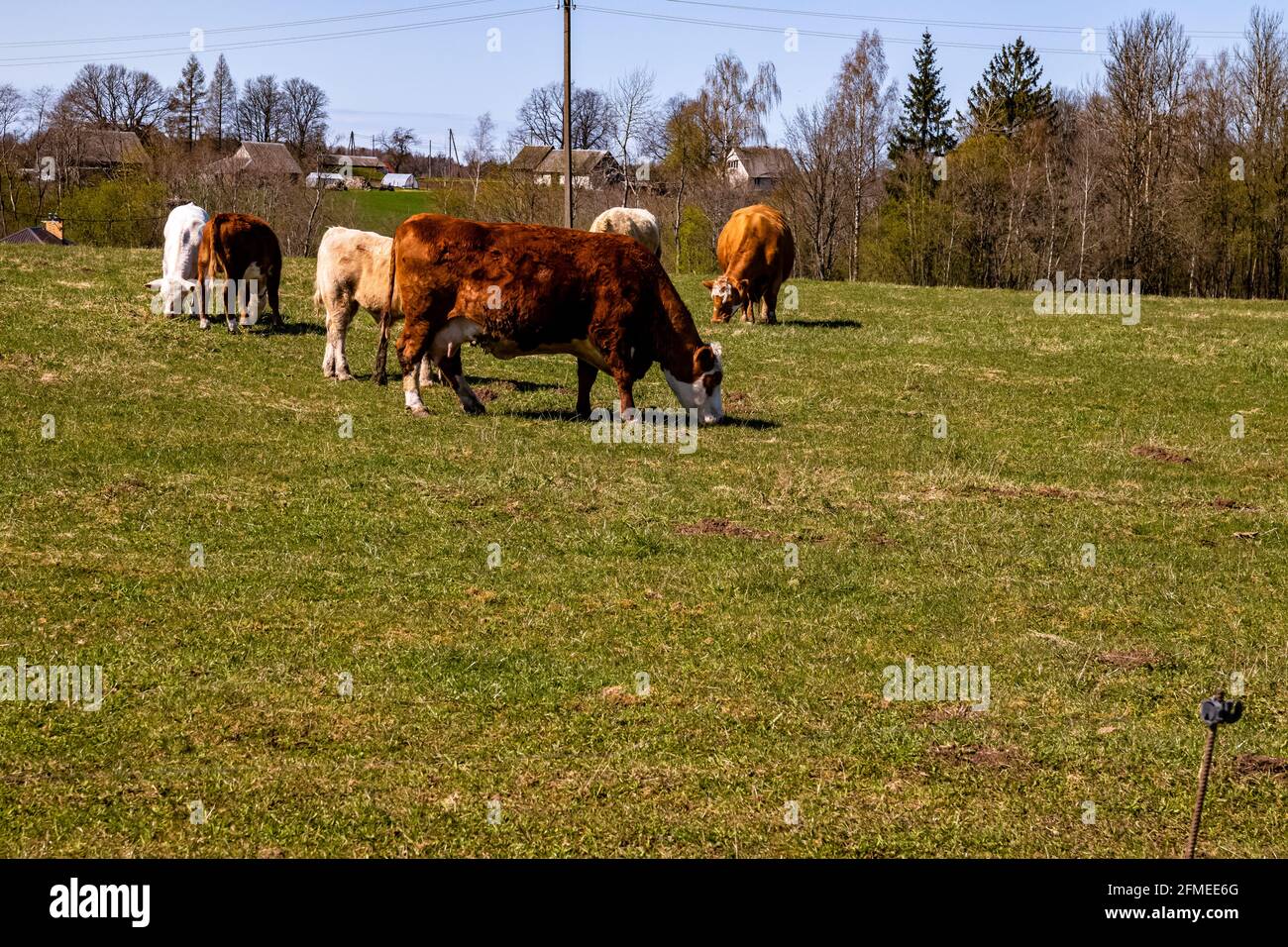 Herd of cows grazing on a pasture on a sunny day Stock Photo - Alamy
