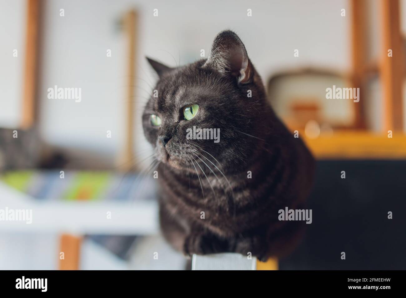 Beautiful elegant black cat lies on a chair and looks up at the owner ...