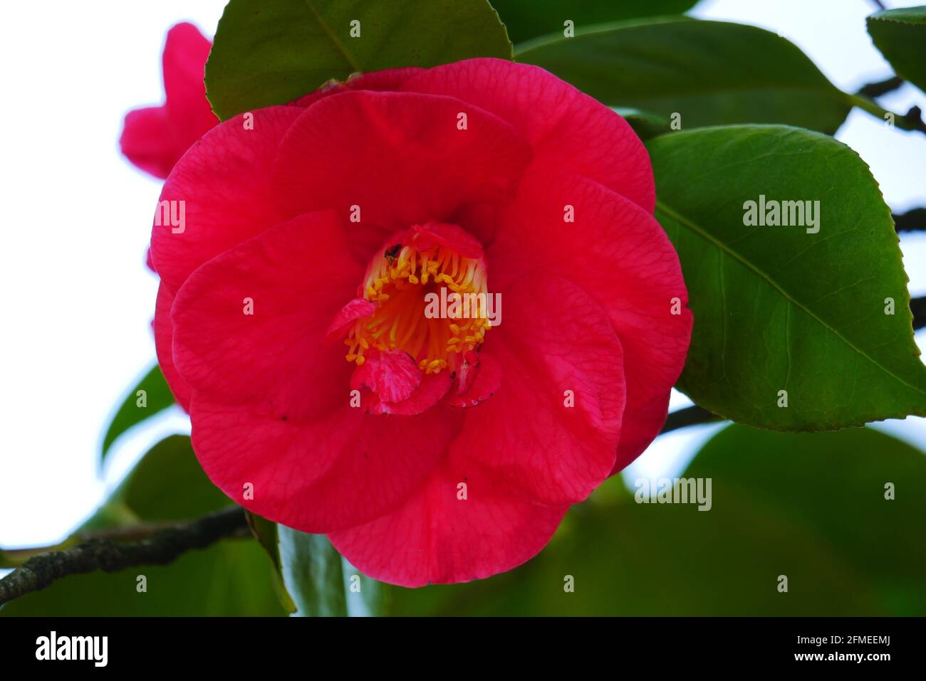 Bright pink camellia japonica hi-res stock photography and images - Alamy