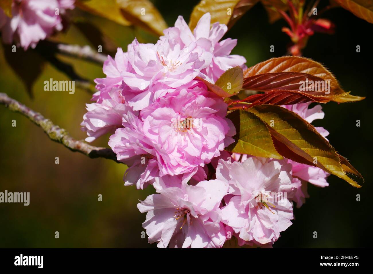 close up of pink cherry blossoms on a branch with brown and green ...