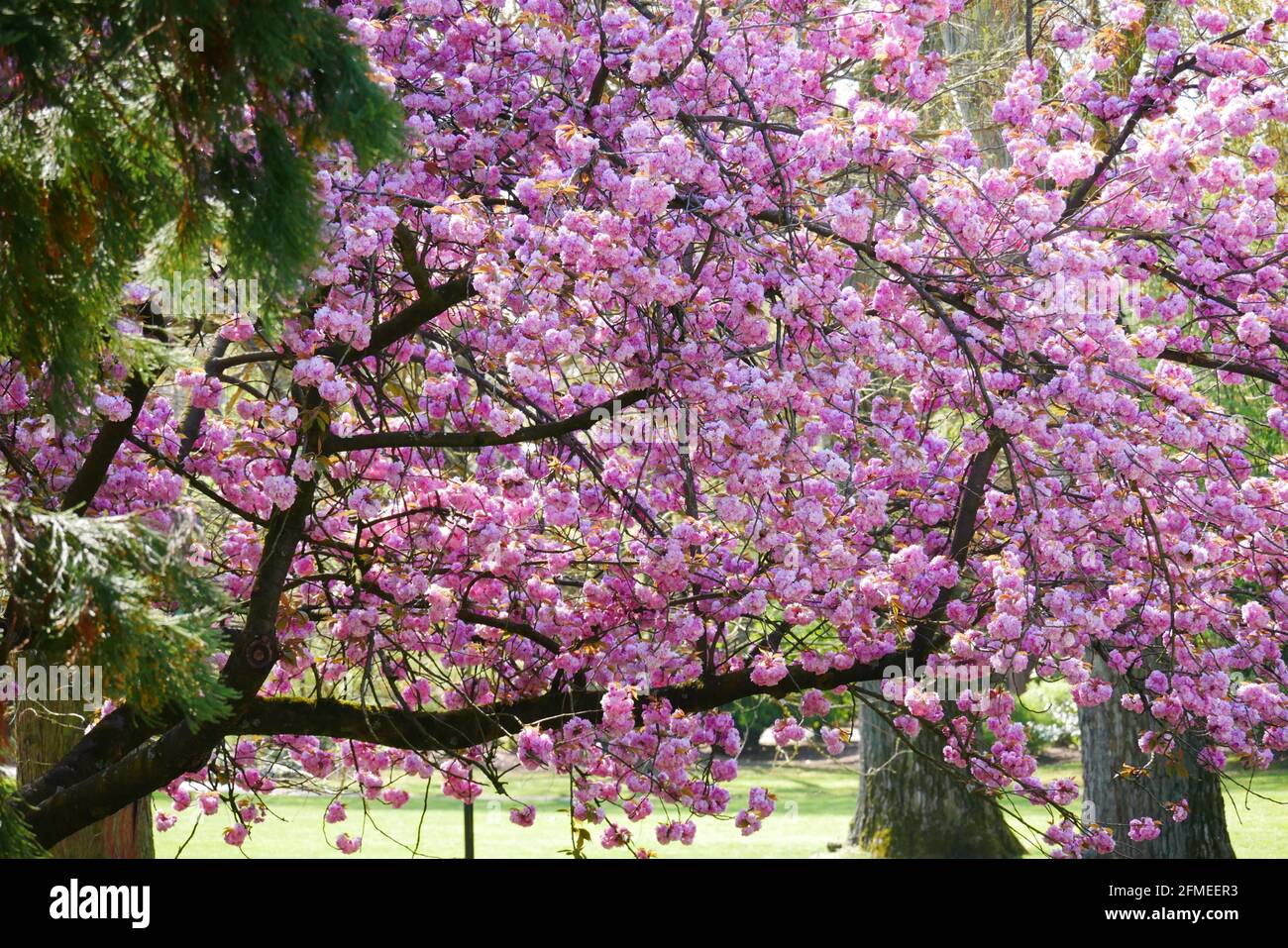 cherry tree in full pink blossom Stock Photo - Alamy