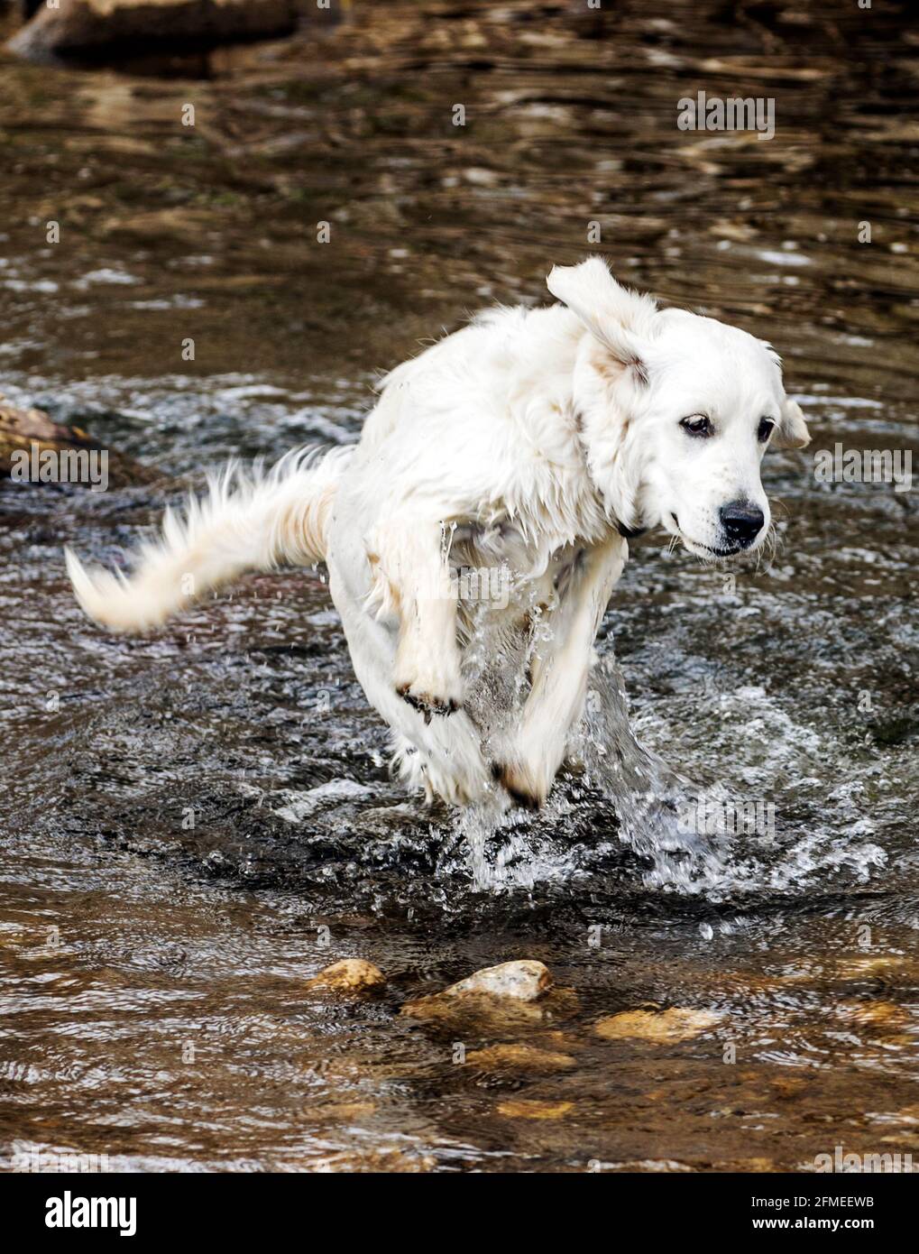 Five month old Platinum colored Golden Retriever dog running on a central Colorado Ranch; USA Stock Photo