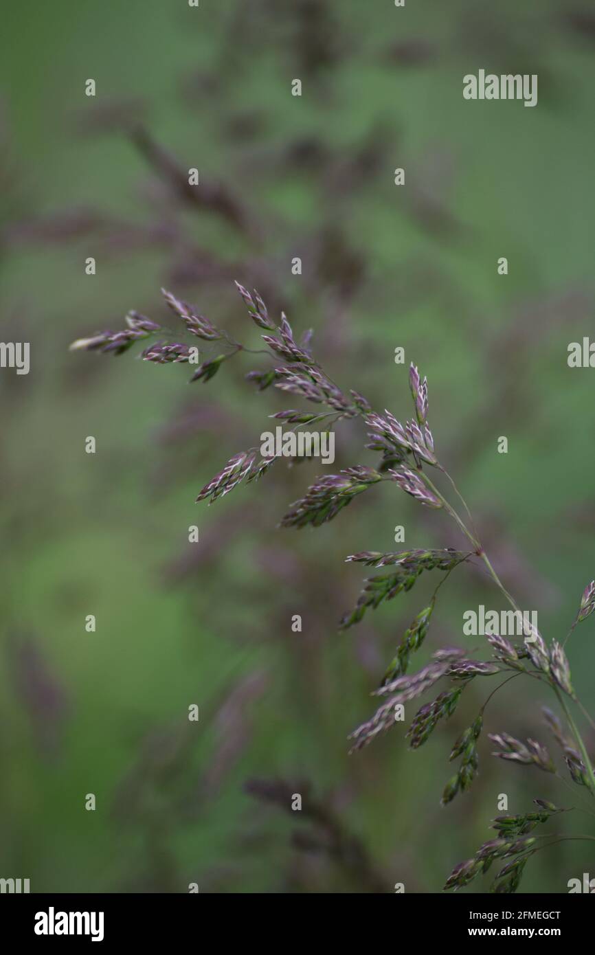 the red Grass species Red fescue in the Wind Stock Photo