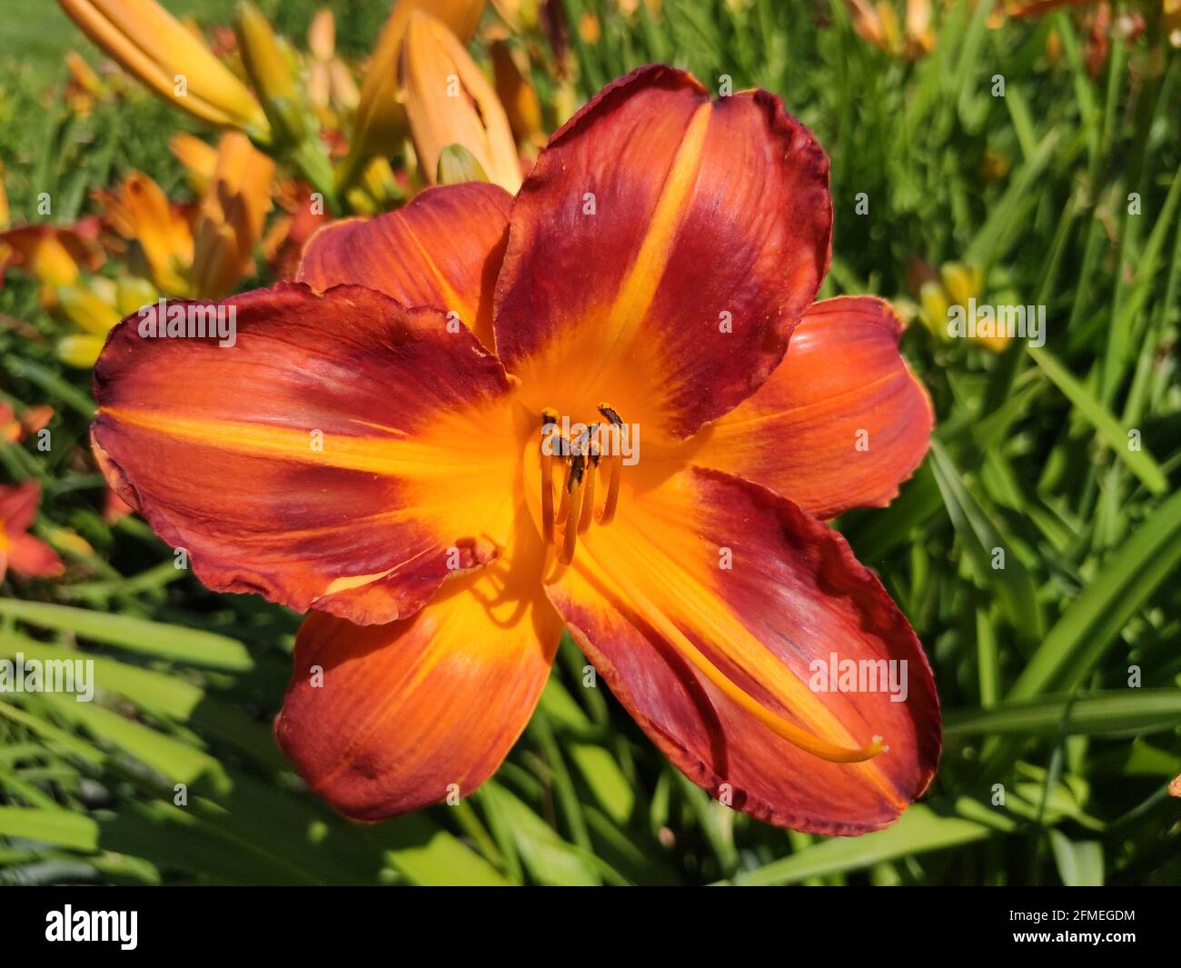 Day Lily Top main image 0