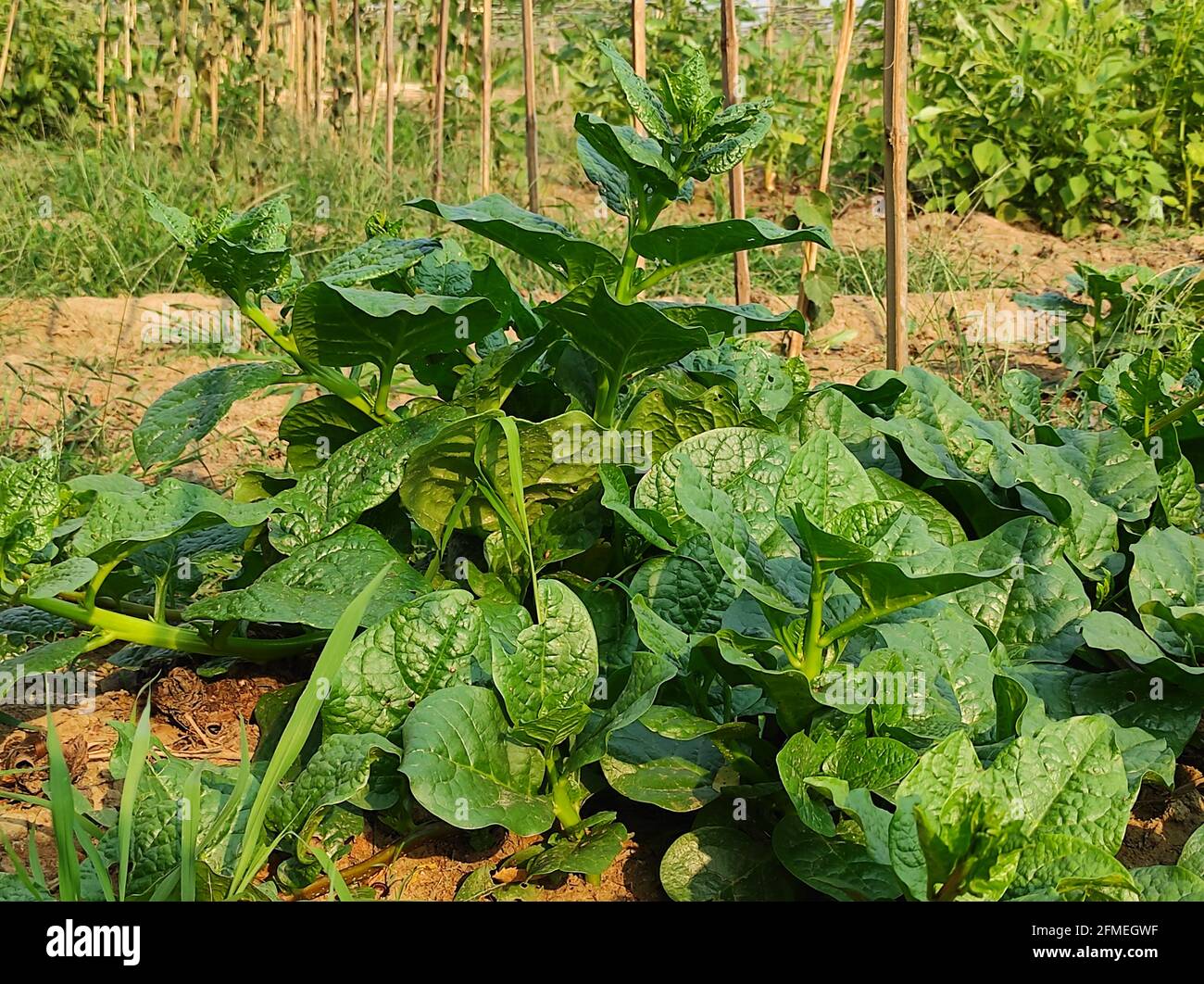 tobacco with no added chemicals Organic Thai Tobacco is now available at the farm for 120 Baht per 30g.  This tobacco was planted in north eastern thailand without chemical  fertilizers or pesticides. Also no additives were added