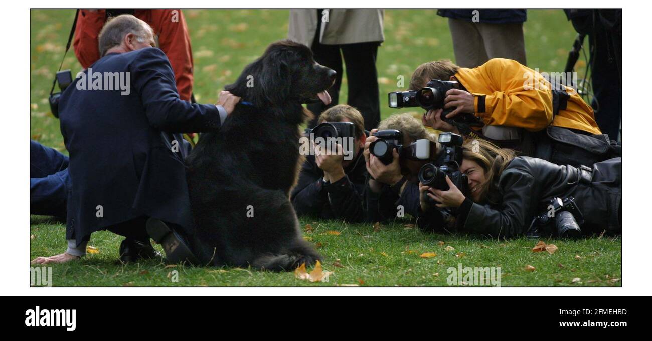 Westminster Dog of the Year.......AND THE WINNER IS..Roger Gale  Tory NP for North Thanetand Lulu the 18 month old Newfoundland pic David Sandison 20/10/2003 Stock Photo