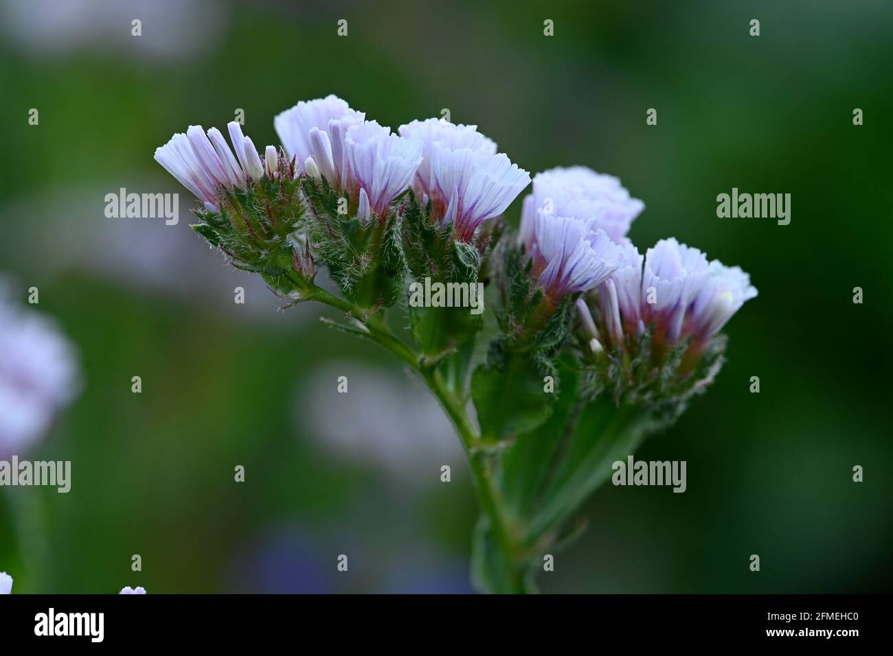 Statice flower closeup, pale blue colour. Stock Photo