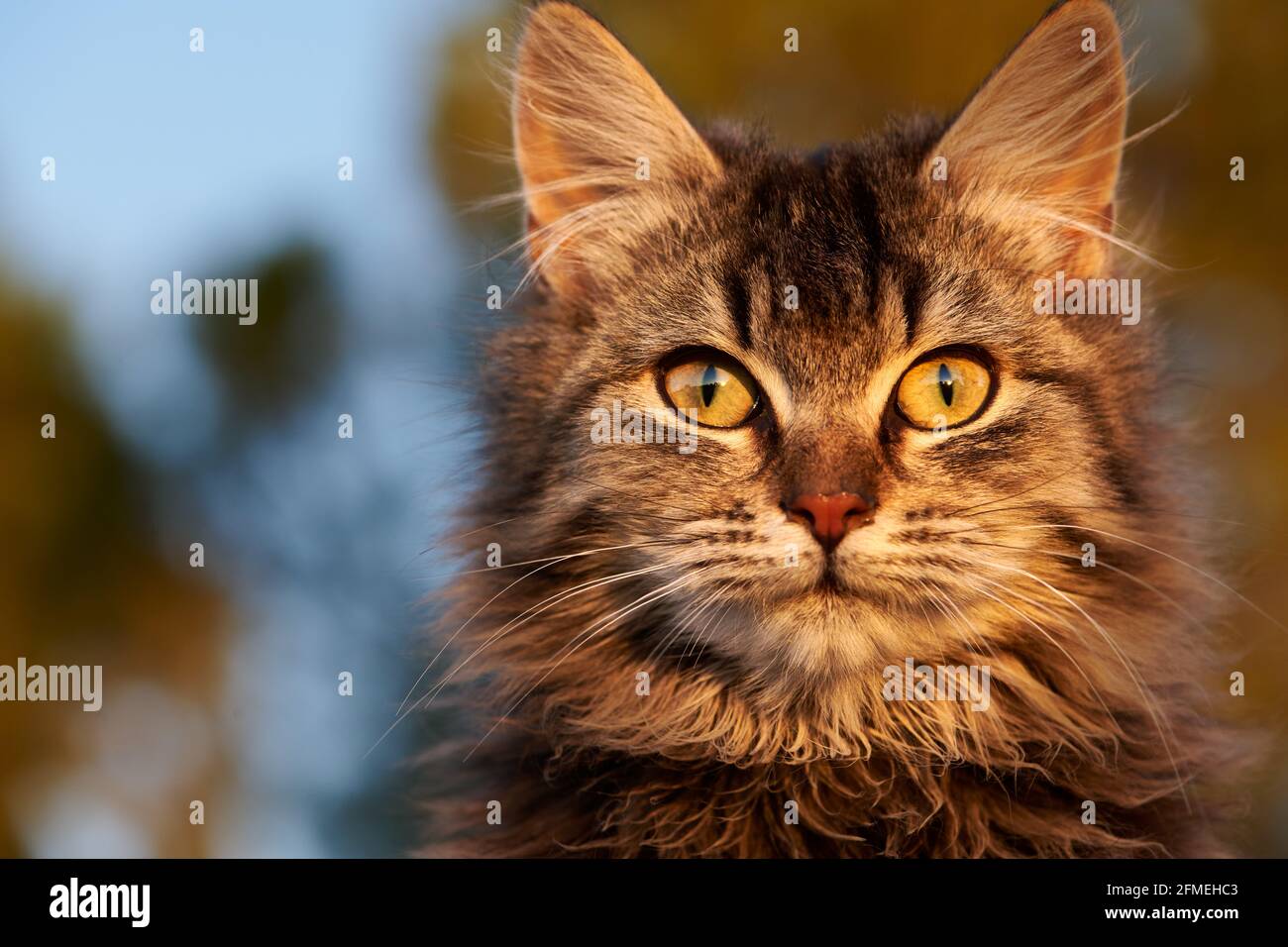 Closeup portrait of tabby kitten looking directly ath the camera Stock Photo