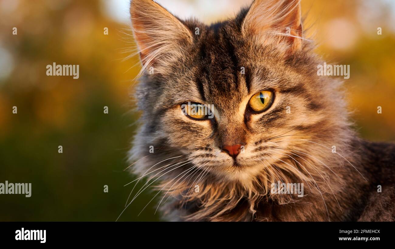 Tight head shot of young kitten looking directly at camera, late afternoon light. Stock Photo