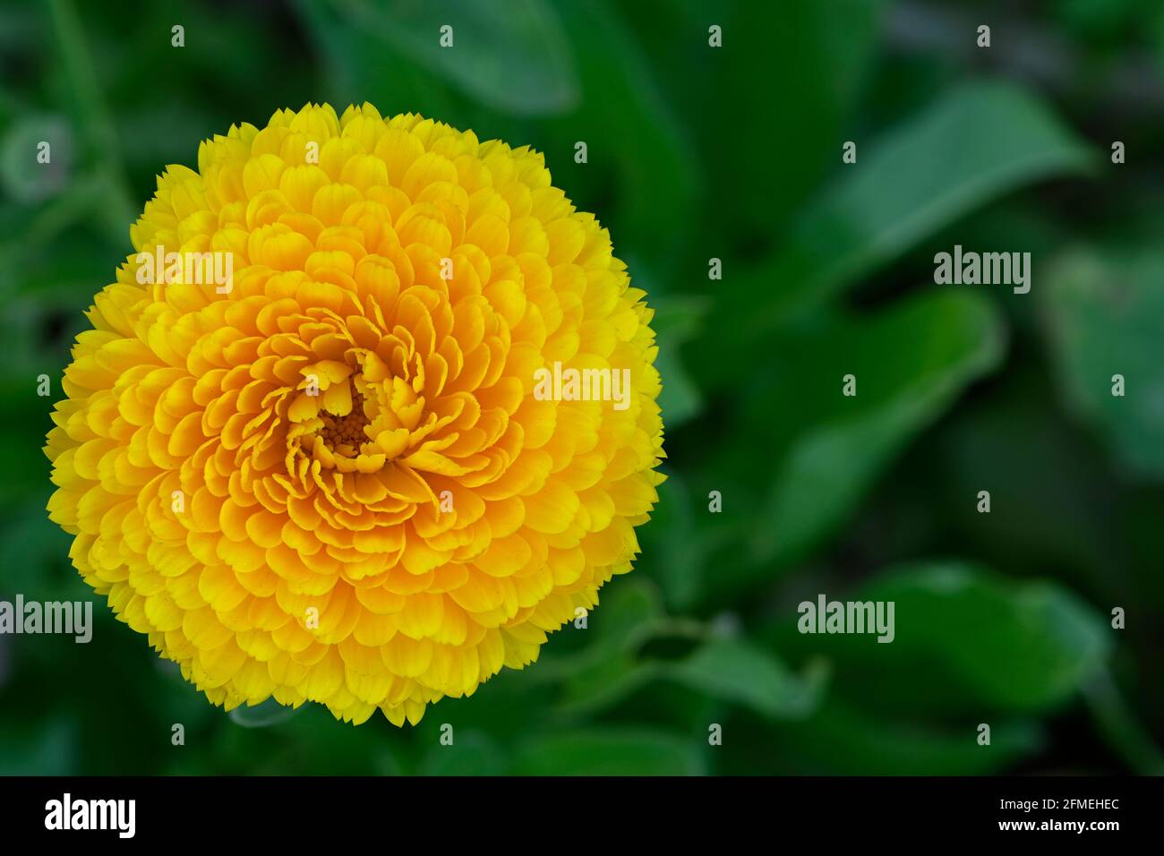 Closeup of garden grown yellow, double for Calendula flower in garden. Negative space RHS of frame. Stock Photo
