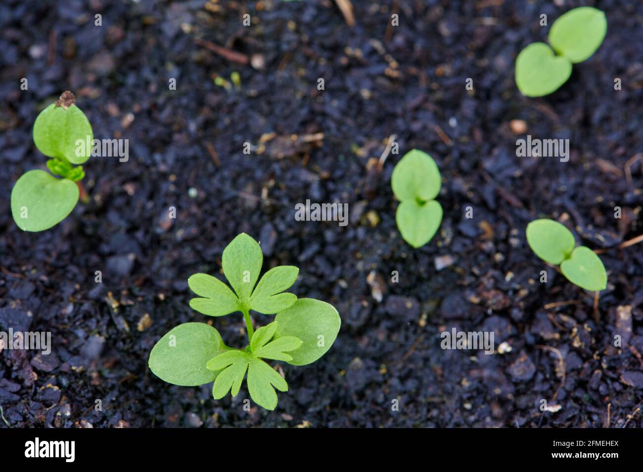 Consolida ajacis or Larkspur seedings under propagation in seed trays. Stock Photo