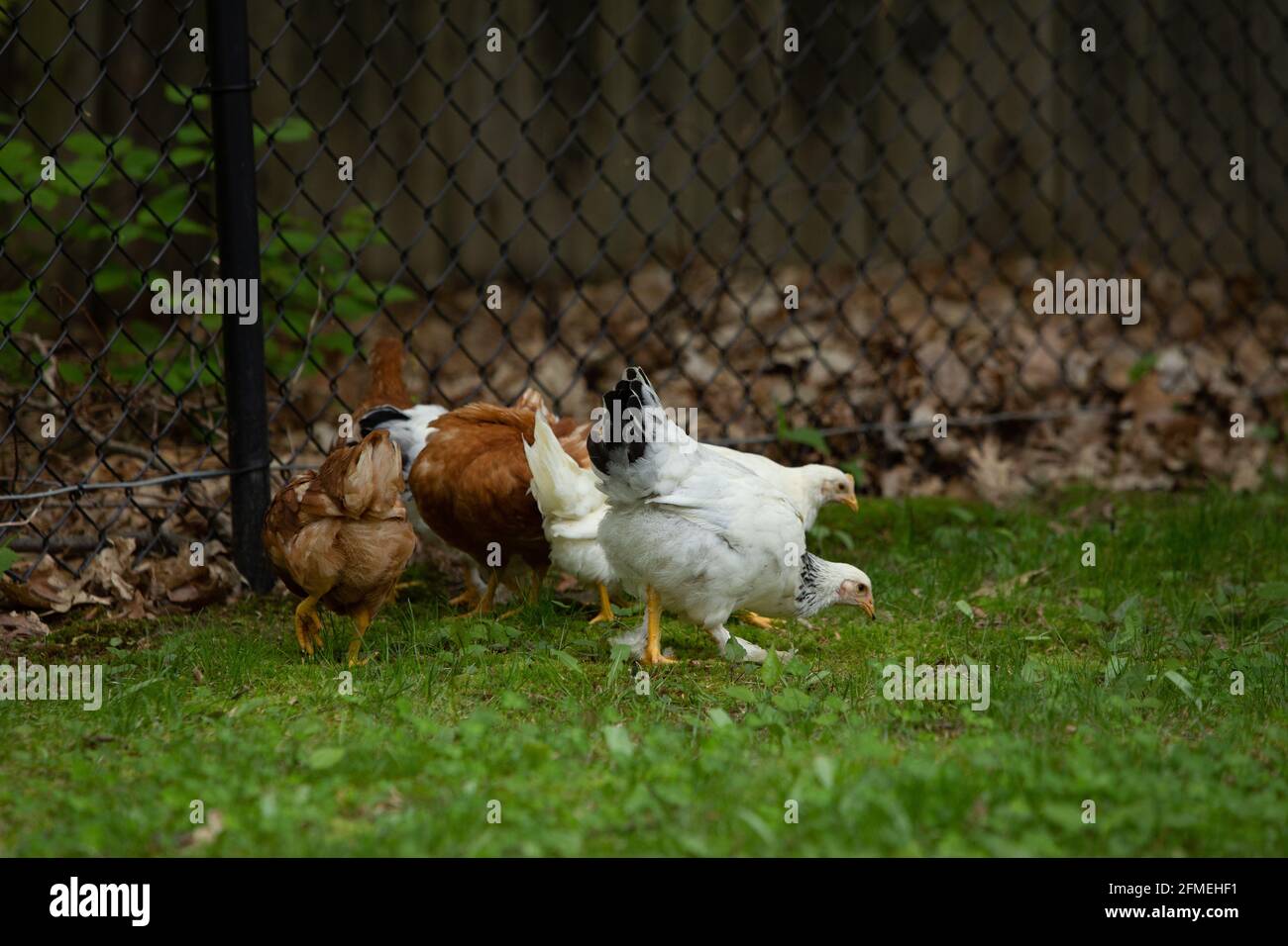 Chickens in suburban backyard Stock Photo Alamy