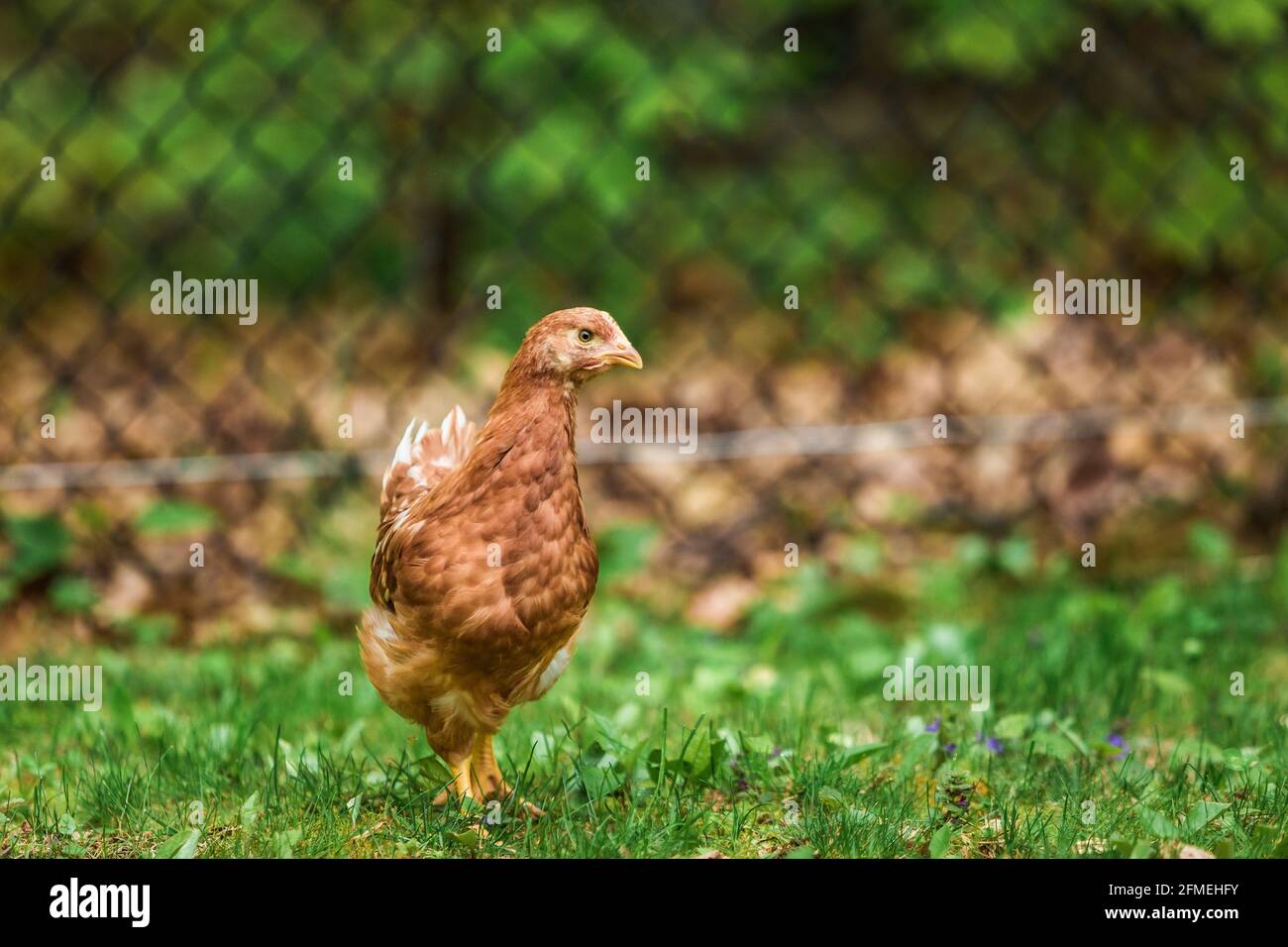 Chickens in suburban backyard Stock Photo
