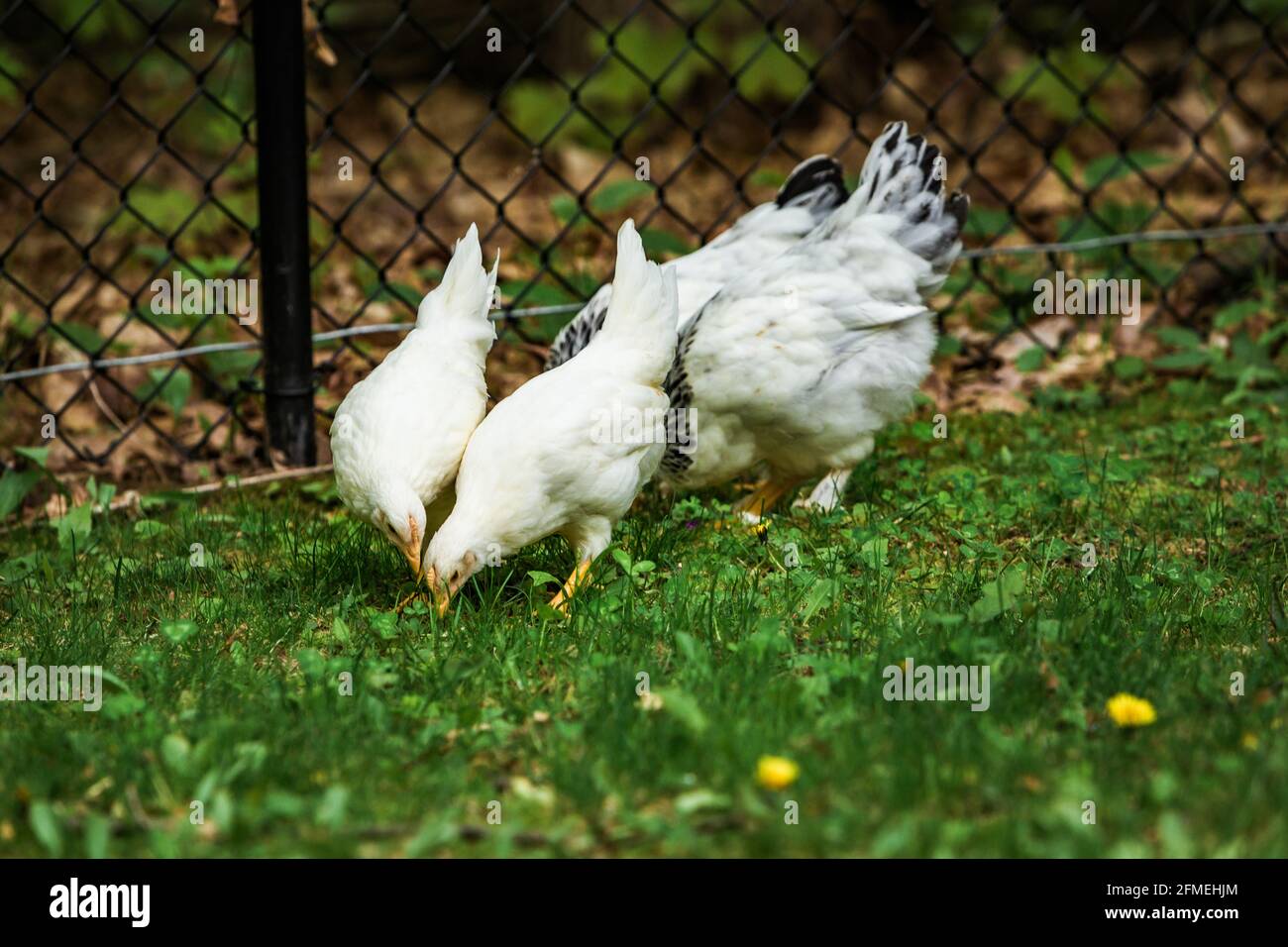 Chickens in suburban backyard Stock Photo Alamy