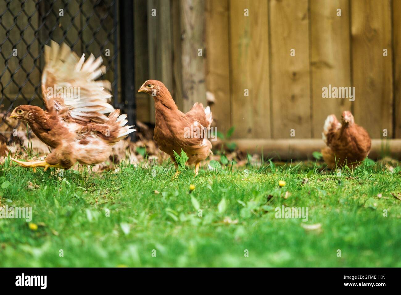 Chickens in suburban backyard Stock Photo