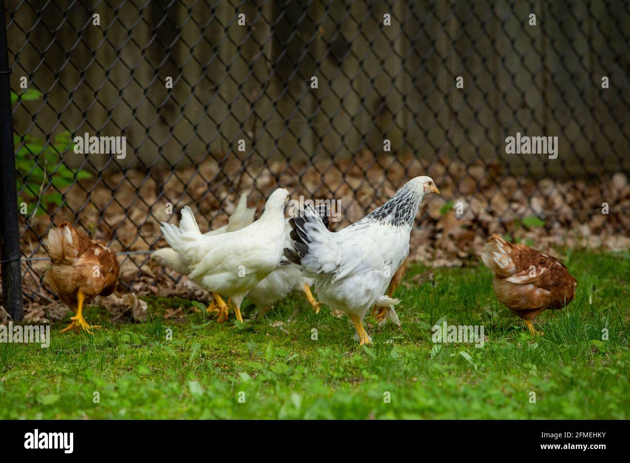 Chickens in suburban backyard Stock Photo Alamy